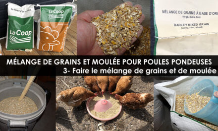 Nourriture pour Poules Pondeuses – Faire le Mélange Grain Moulée