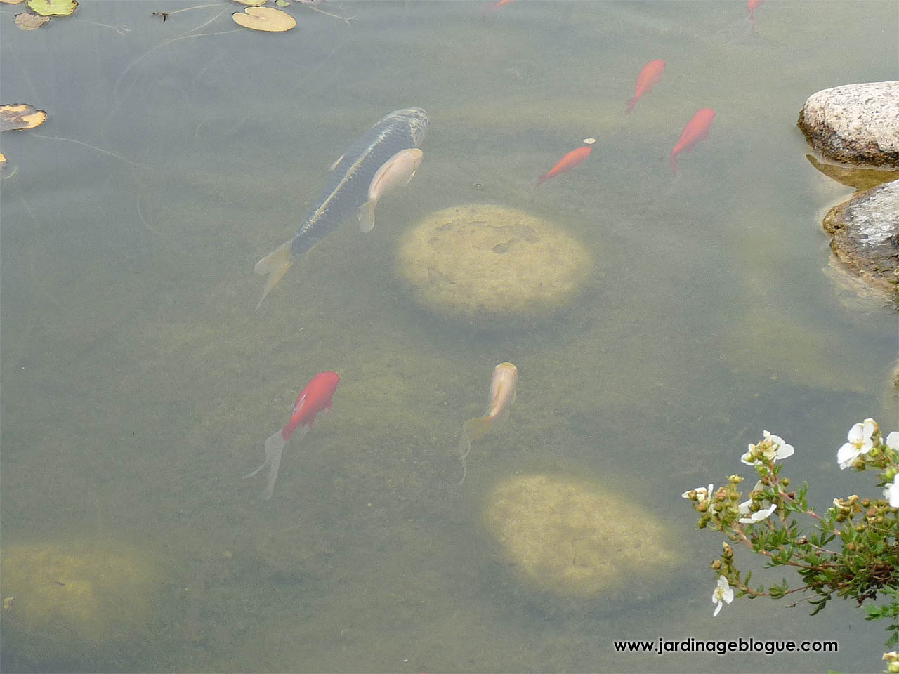 Attraper poissons au bassin