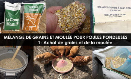 Alimentation des Poules Pondeuses – Achat Grains et Moulée